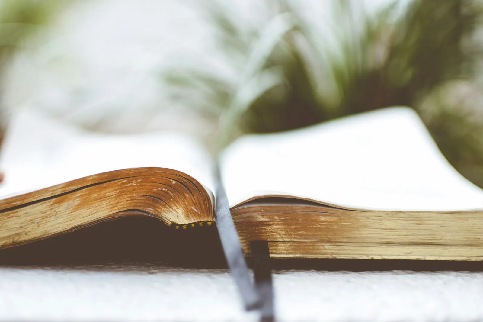 An open Bible resting in soft natural light